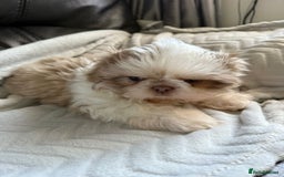 Shih Tzu dogs for sale: Stunning Shih Tzu pups 2 boys - Image 8