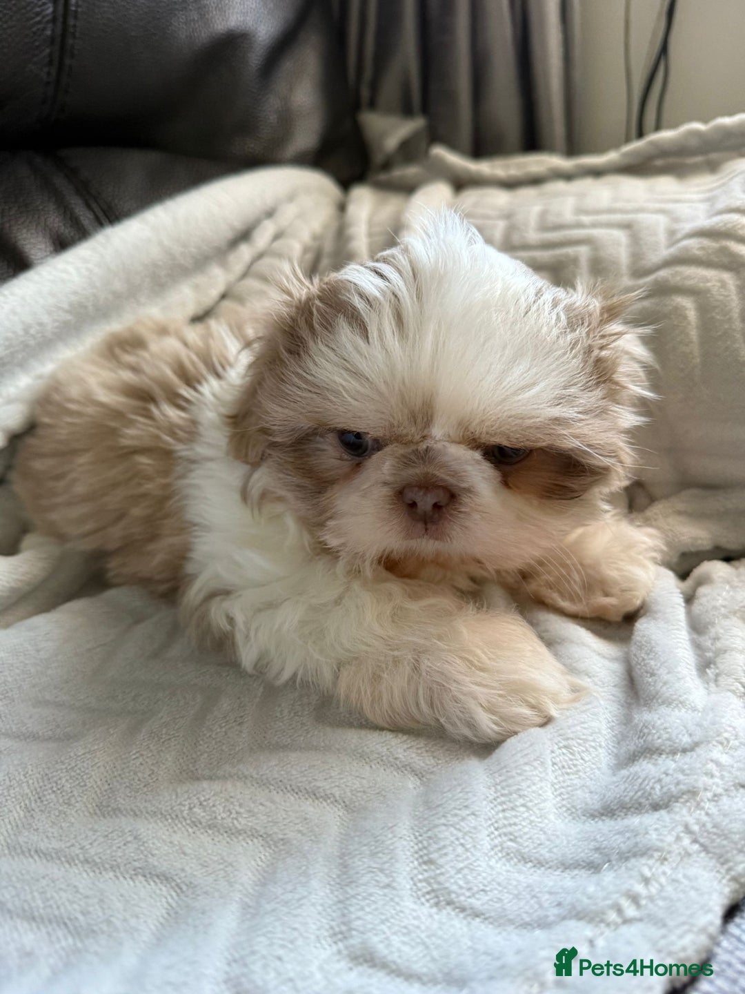 Shih Tzu dogs for sale: Stunning Shih Tzu pups 2 boys - Image 8