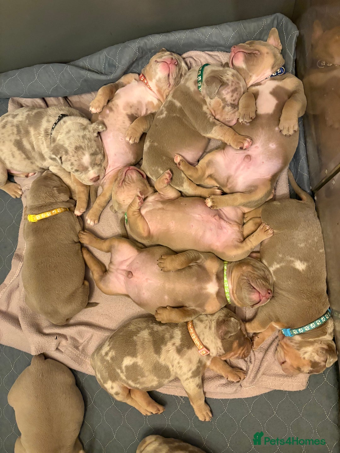 American Bully dogs for sale: ABKC Pocket Bully’s  - Image 2