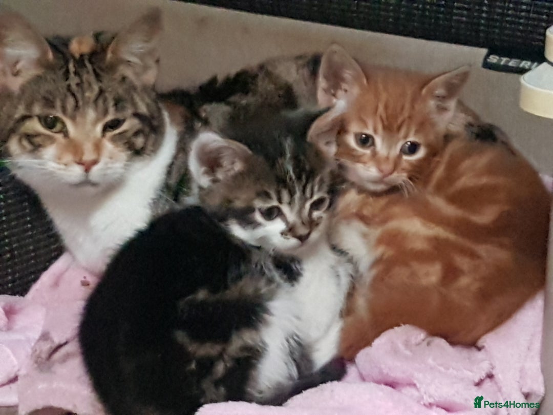 Mixed Breed cats for sale: Gorgeous friendly playful kittens  - Advert 1