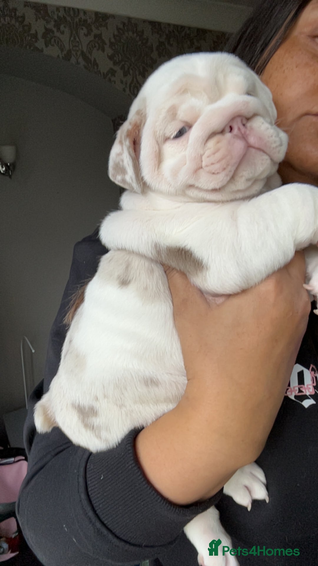 English Bulldog dogs for sale: Last Female English bulldog puppy  - Advert 19
