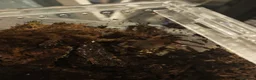 Tarantulas invertebrates for sale: Goliath bird eater (blondi) B Black, D Purple  in Durham - Advert 5