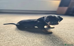 Dachshund dogs for sale: Adorable Dachshund Puppies - 1 Girl & 2 Boys - Image 9