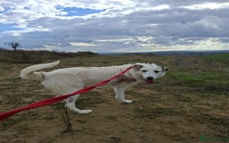 Mixed Breed dogs for adoption: Elena - Marlborough Wiltshire  - Advert 4