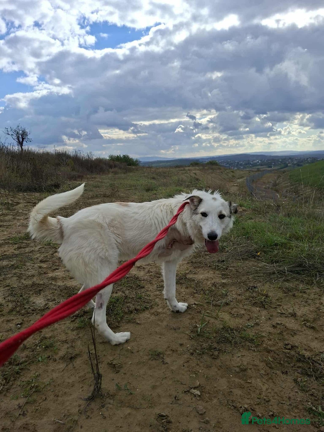 Mixed Breed dogs for adoption: Elena - Marlborough Wiltshire  - Advert 4