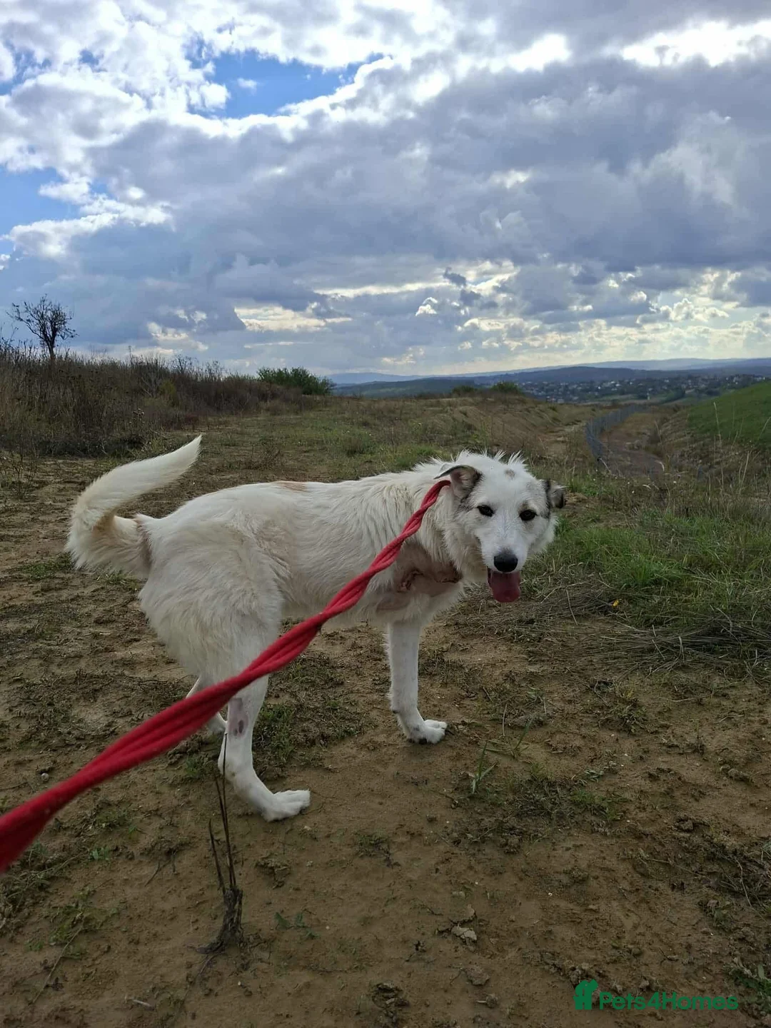 Mixed Breed dogs for adoption: Elena - Marlborough Wiltshire  - Advert 4