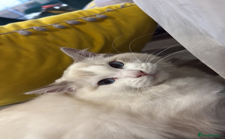 Ragdoll cats - Advert 2