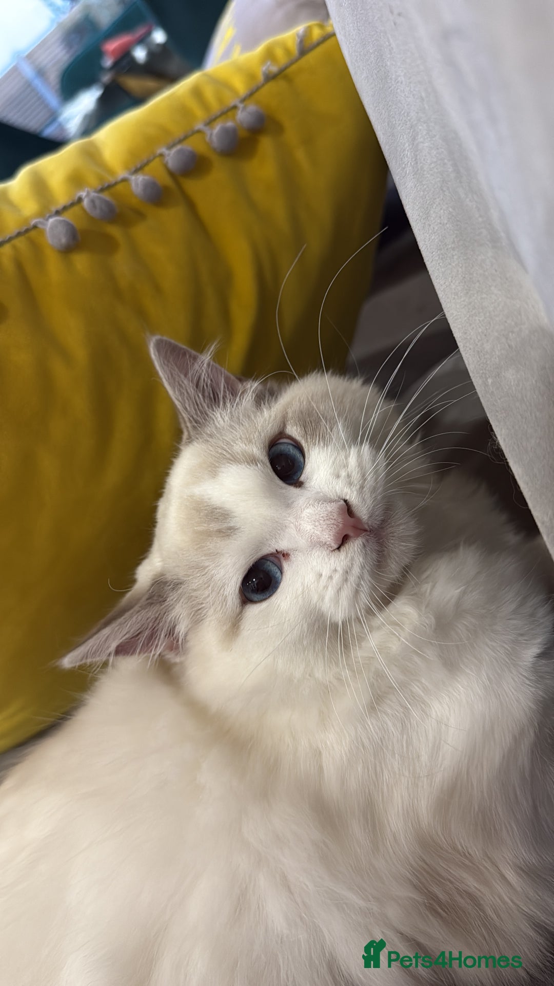 Ragdoll cats for sale: Beautiful white kitten for sale - Image 1