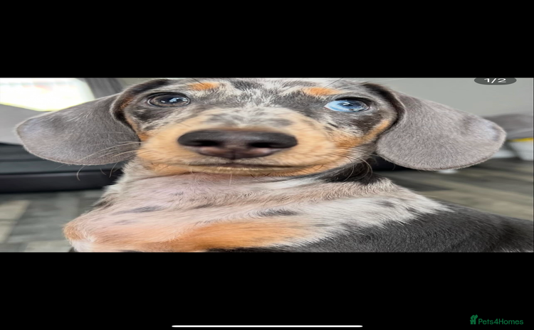 Miniature Dachshund dogs in Wallsend - Advert 1