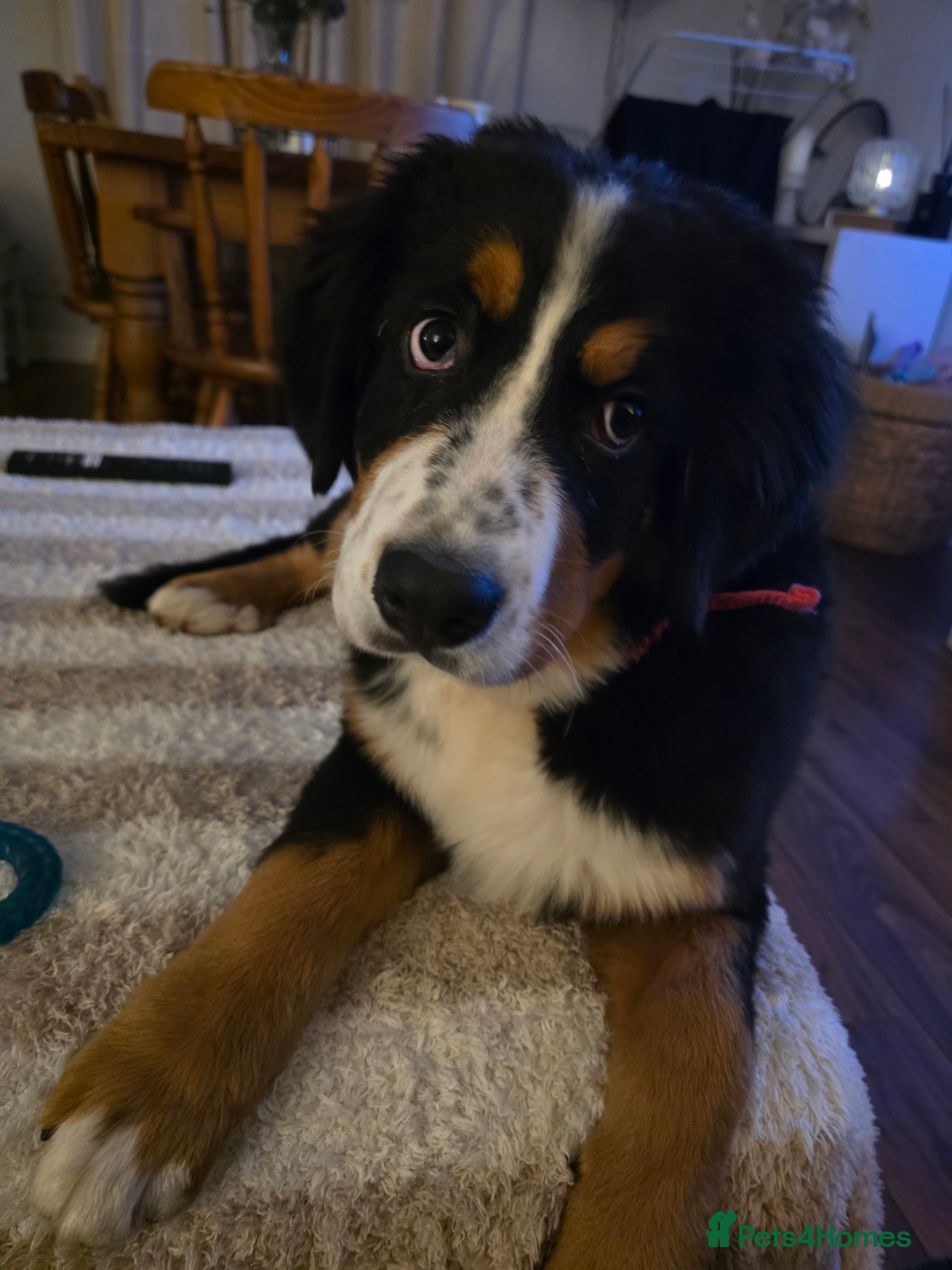 Bernese Mountain Dog dogs 16 week bernese female - Advert 2