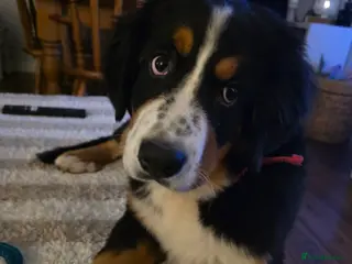 Bernese Mountain Dog dogs 16 week bernese female - Advert 2