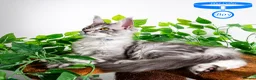 Maine Coon cats for sale: Stunning Maine Coon Kittens Ready - Advert 25
