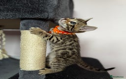 Bengal cats for sale: 🐆✨[REDUCED TO CLEAR!!] LAST THREE PURE BENGAL’S❤️ - Image 19