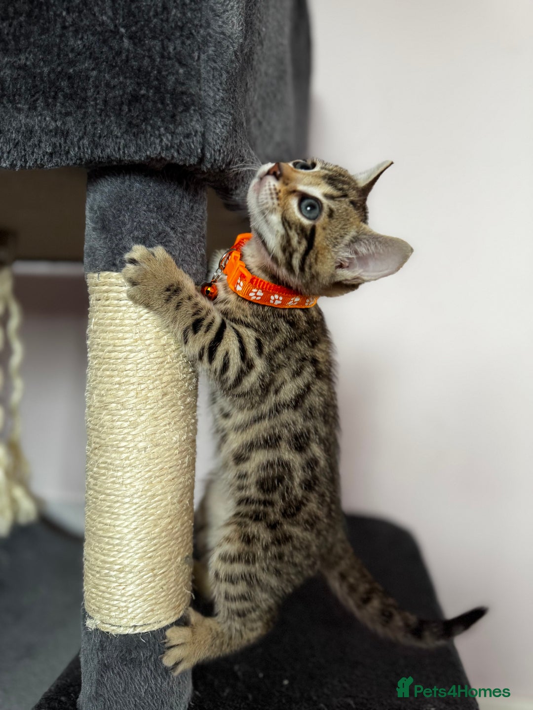 Bengal cats for sale: 🐆✨[REDUCED TO CLEAR!!] LAST THREE PURE BENGAL’S❤️ - Image 19