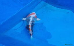 Koi Carp fish for sale: Variety of koi for sale  - Advert 13