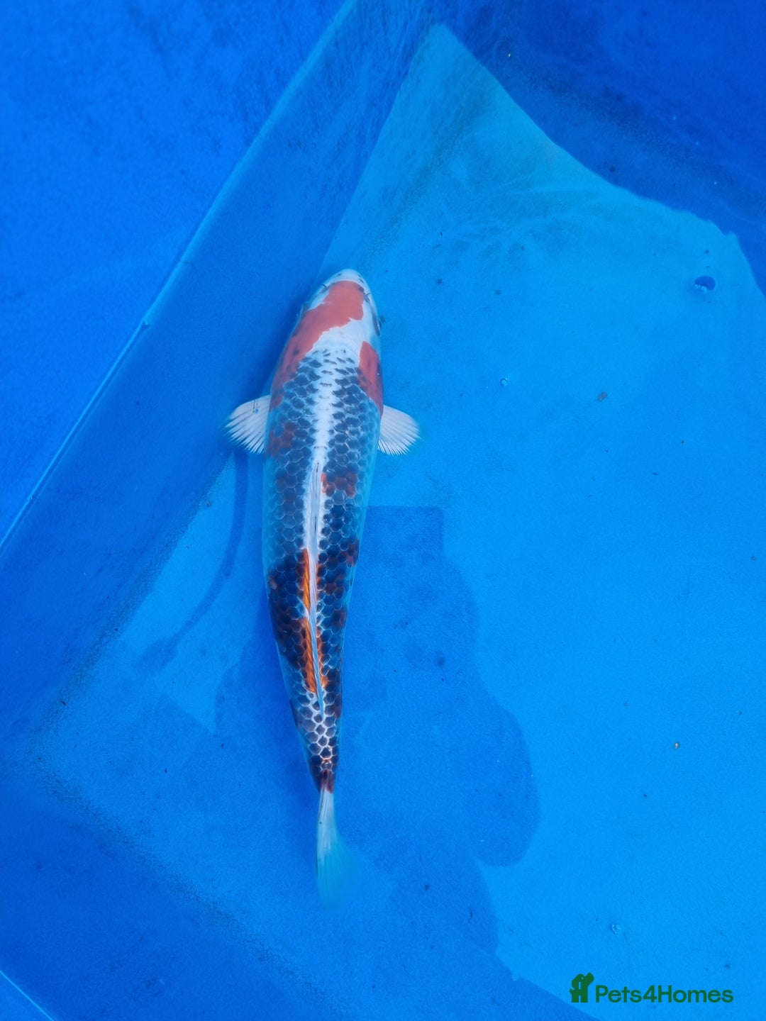 Koi Carp fish for sale: Variety of koi for sale  - Advert 13