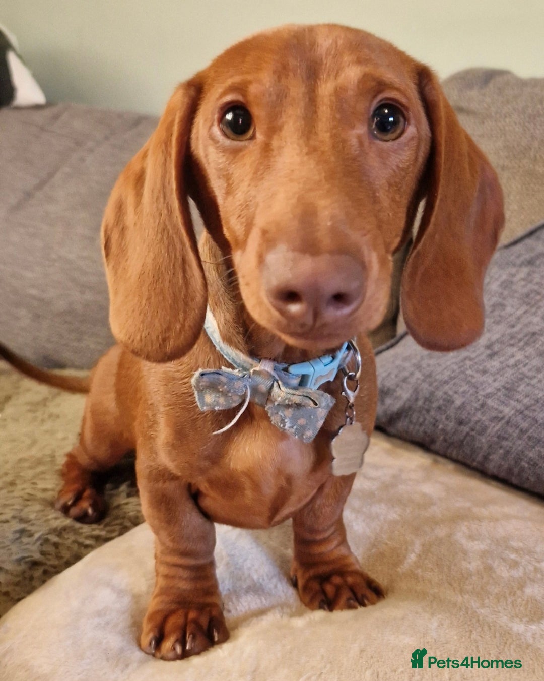 Miniature Dachshund dogs for sale: Beautiful red boy - Advert 4