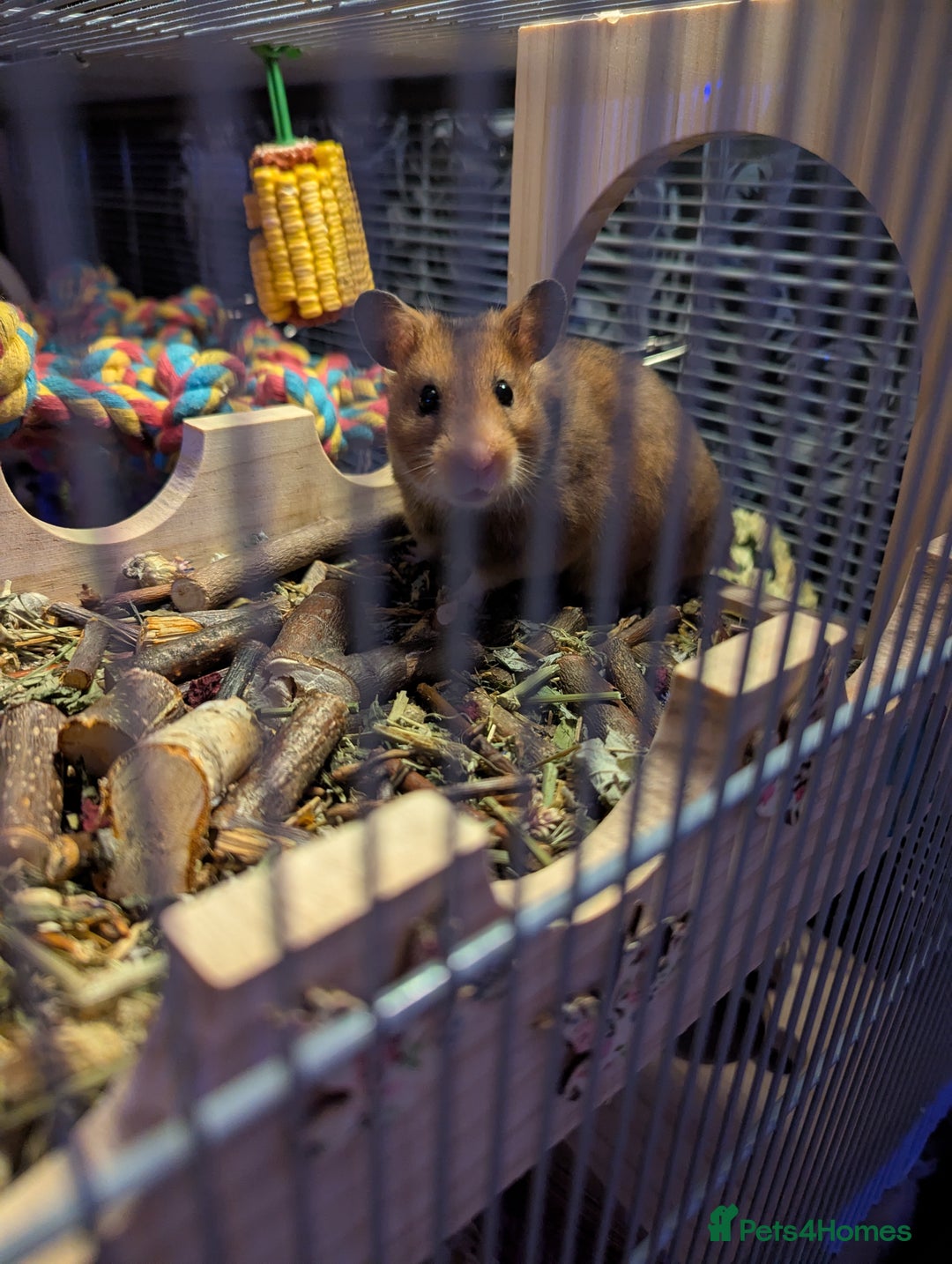 Hamster rodents for sale: Beautiful hammy in need of loving home - Advert 7