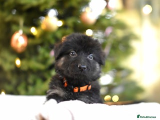 German Shepherd dogs KC registered 5 generation long coated GSD puppies - Advert 18