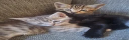 Mixed Breed cats for sale: 2 litters of 2 mommy in Preston - Advert 25