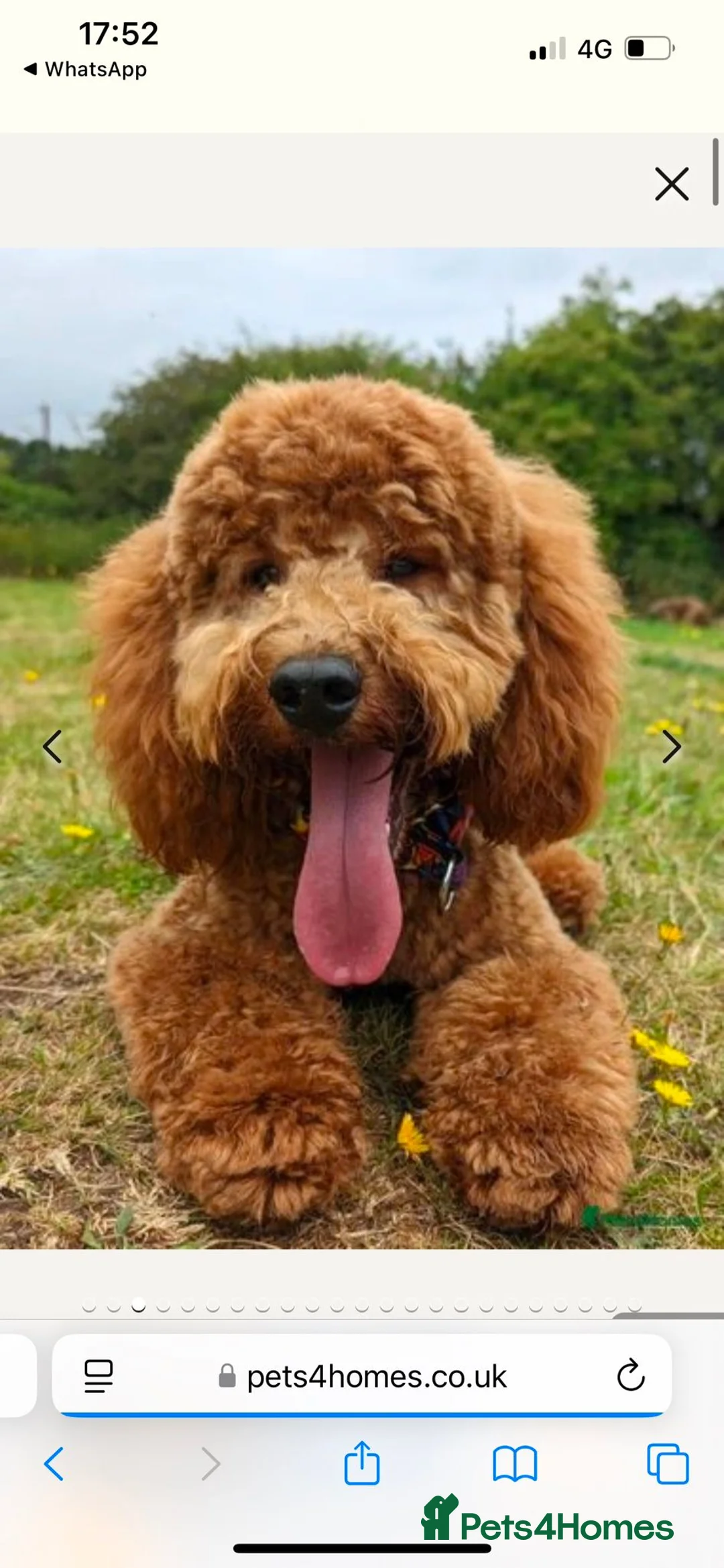 Cockapoo dogs for sale: F1 cockapoo puppies - Advert 5