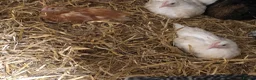 Chickens poultry for sale: Happy healthy pullets. - Advert 9