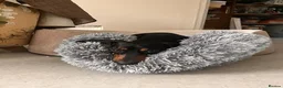 Miniature Dachshund dogs for sale: Looking for a loving home for my Nia in Edinburgh - Advert 4