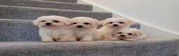 Maltipoo dogs for sale: Korean Maltipoo F1b puppies  - Advert 1