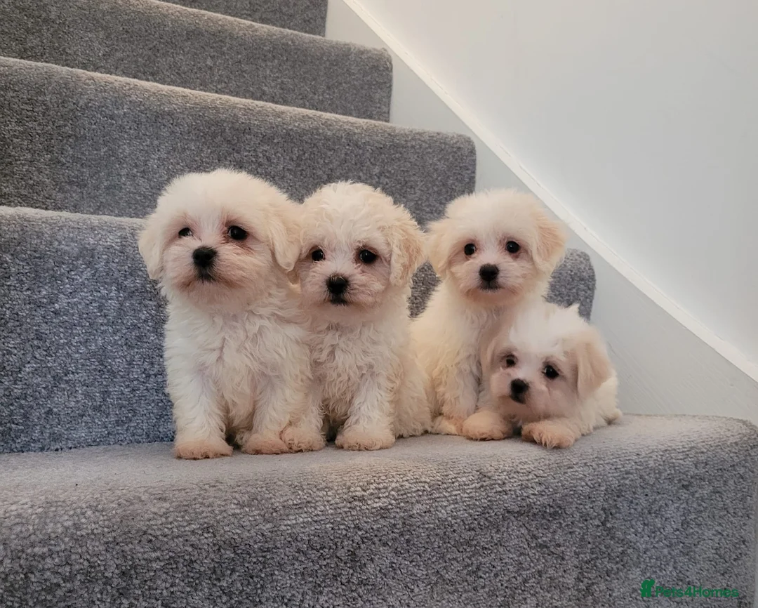 Maltipoo dogs for sale: Korean Maltipoo F1b puppies  - Advert 1