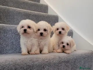 Maltipoo dogs Korean Maltipoo F1b puppies - Advert 10