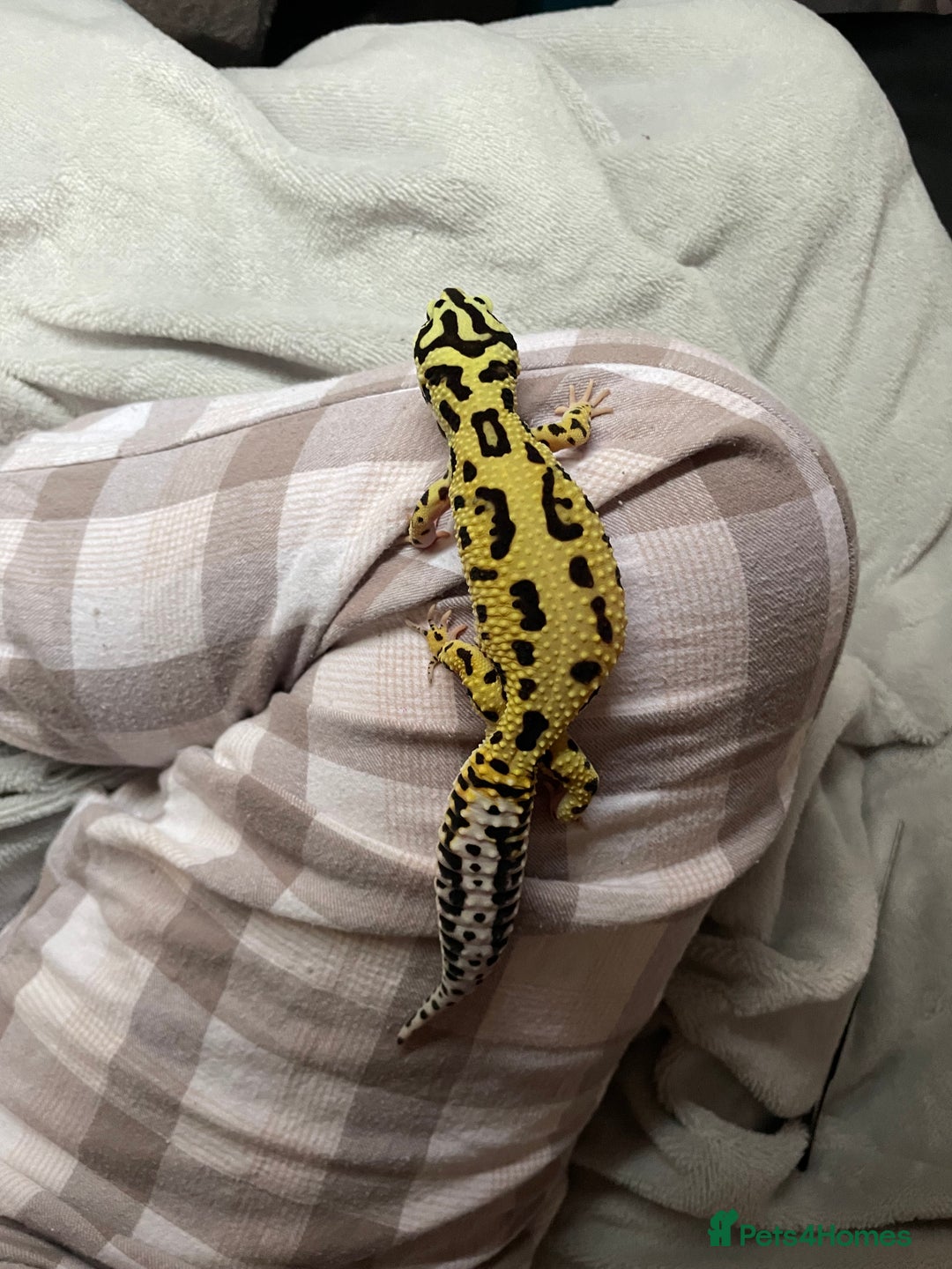 Gecko reptiles for sale: Leopard gecko female  - Advert 4