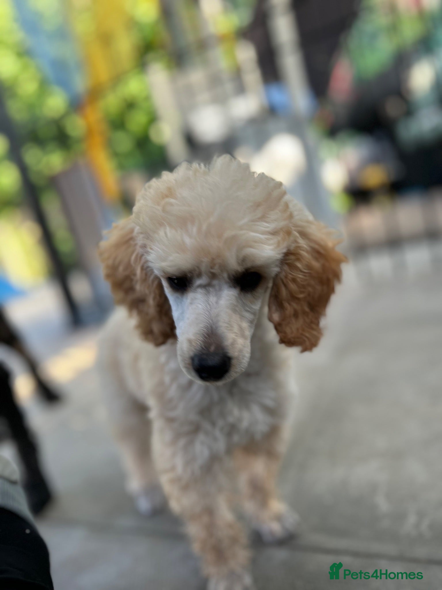 Miniature Poodle dogs KC registered miniature poodles  - Advert 2