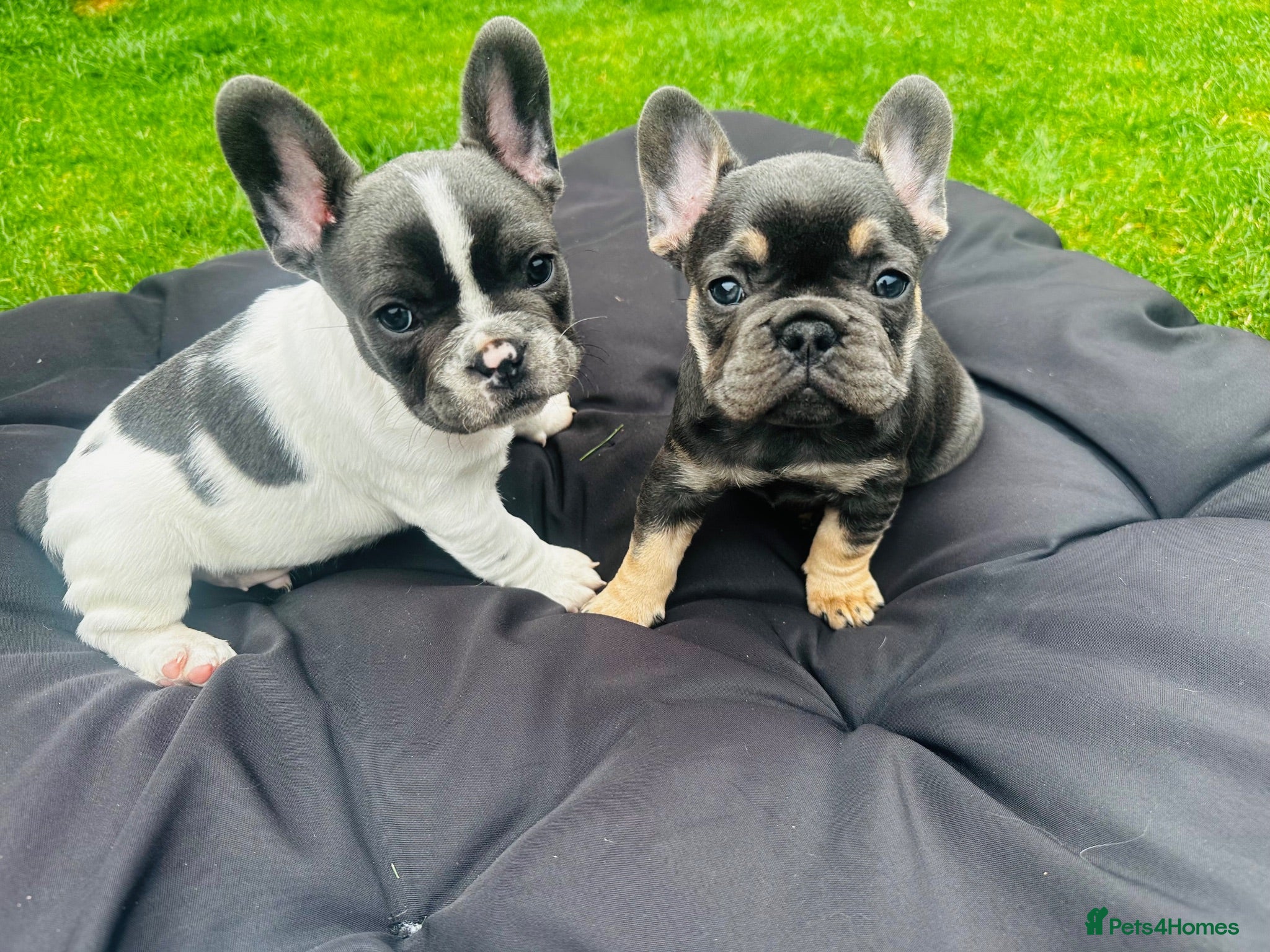 French Bulldog dogs ✨ Exceptional French Bulldog Puppies ✨ - Advert 2