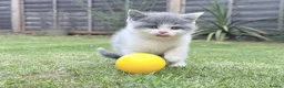 British Shorthair cats for sale: Beautiful Blue & White British Shorthair Kittens in Stowmarket - Advert 20