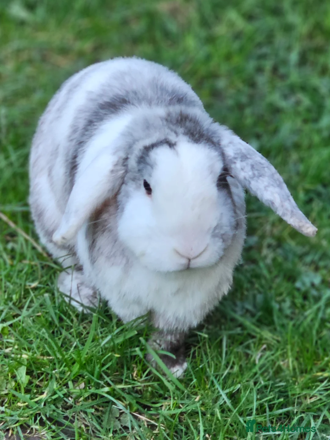 Mini Lop rabbits for sale: Rabbits for sale - Advert 6