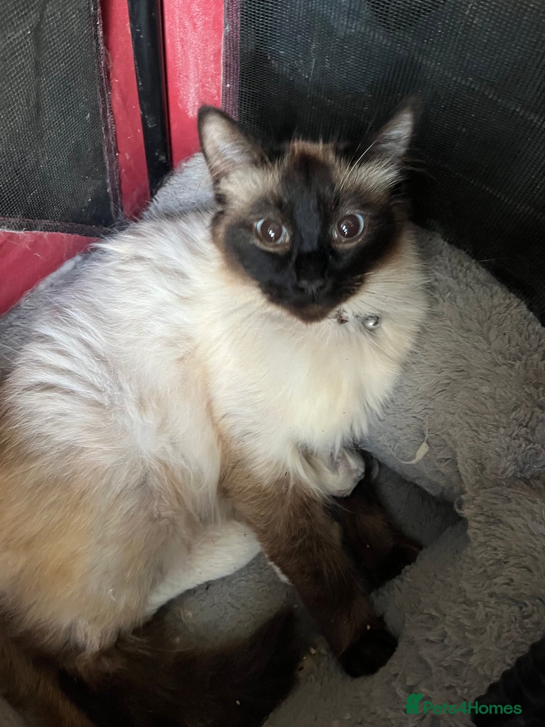 Ragdoll cats for sale: Ragdoll kittens  - Image 3