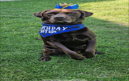 Labrador Retriever dogs for sale: Chunky Chocolate Labrador Puppies  - Image 8