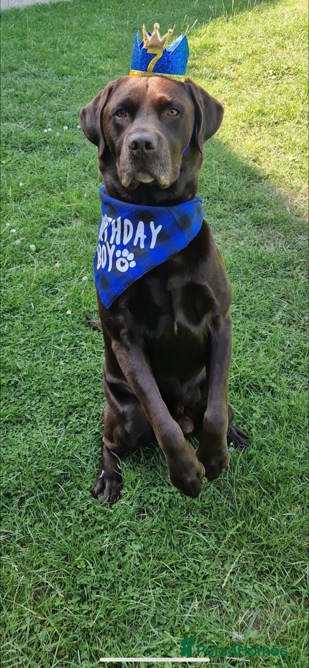 Labrador Retriever dogs for sale: Chunky Chocolate Labrador Puppies  - Image 8