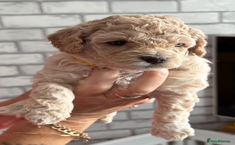 Poochon dogs - Advert 1