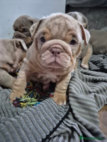 English Bulldog dogs - Advert 5