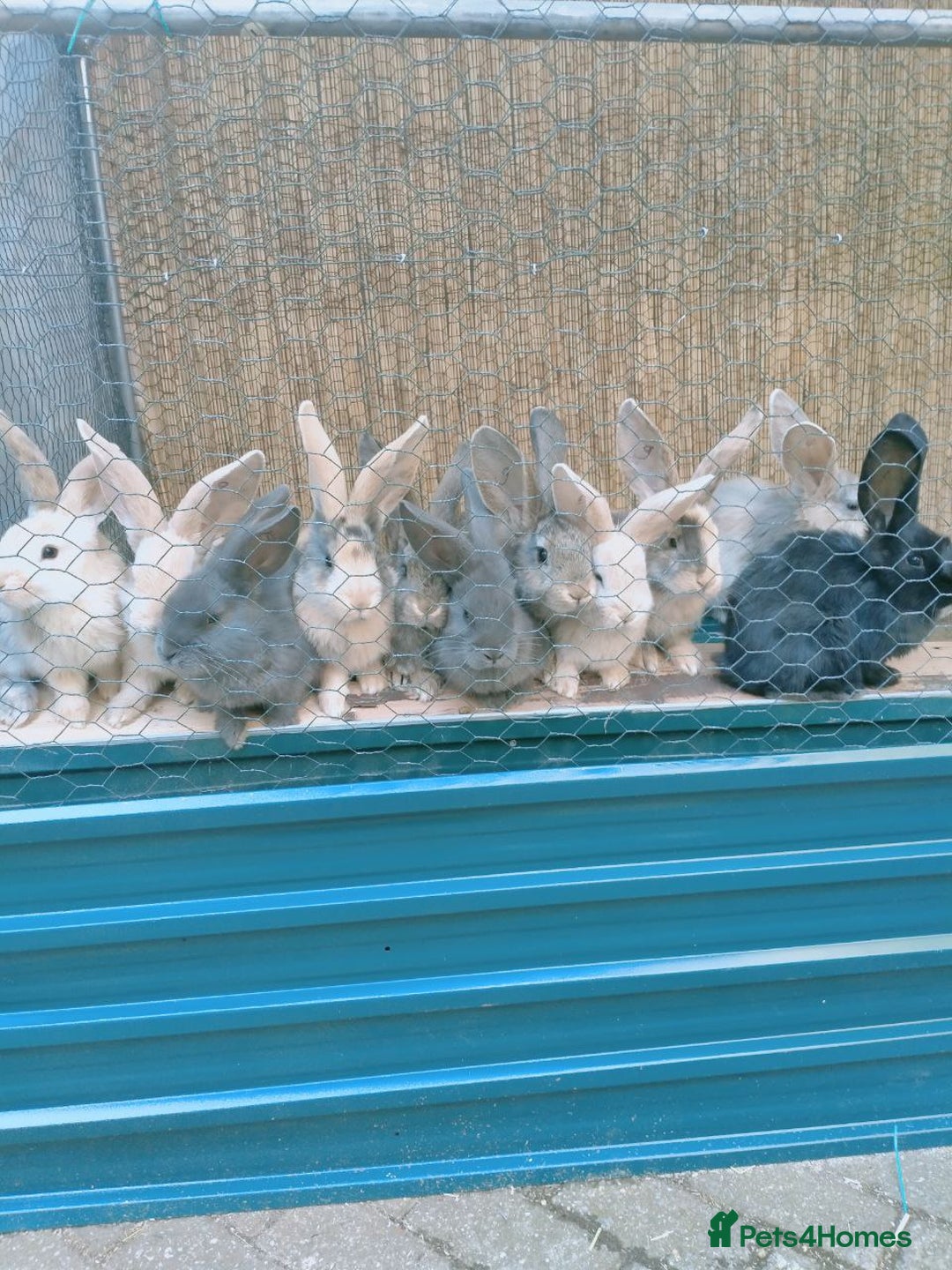 Continental Giant rabbits for sale: Pure breed giants  - Advert 3