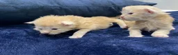 Maine Coon cats for sale: Main coon kittens - Advert 7