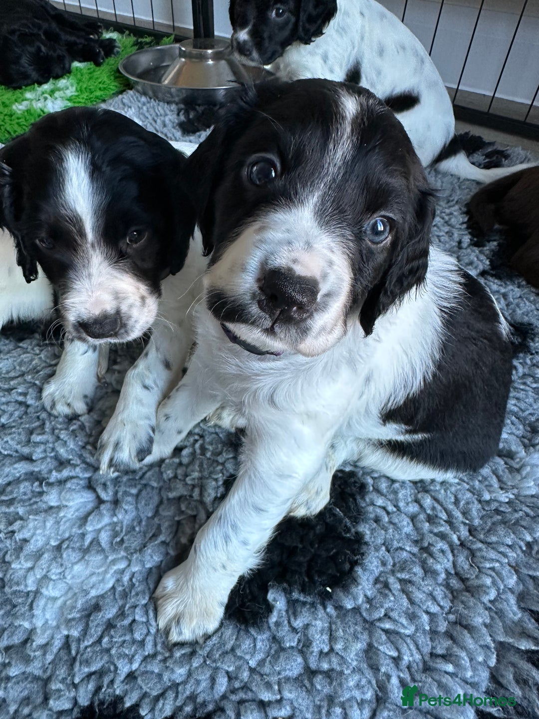 Sprocker dogs for sale: SPROCKER PUPPIES FOR SALE - Advert 15