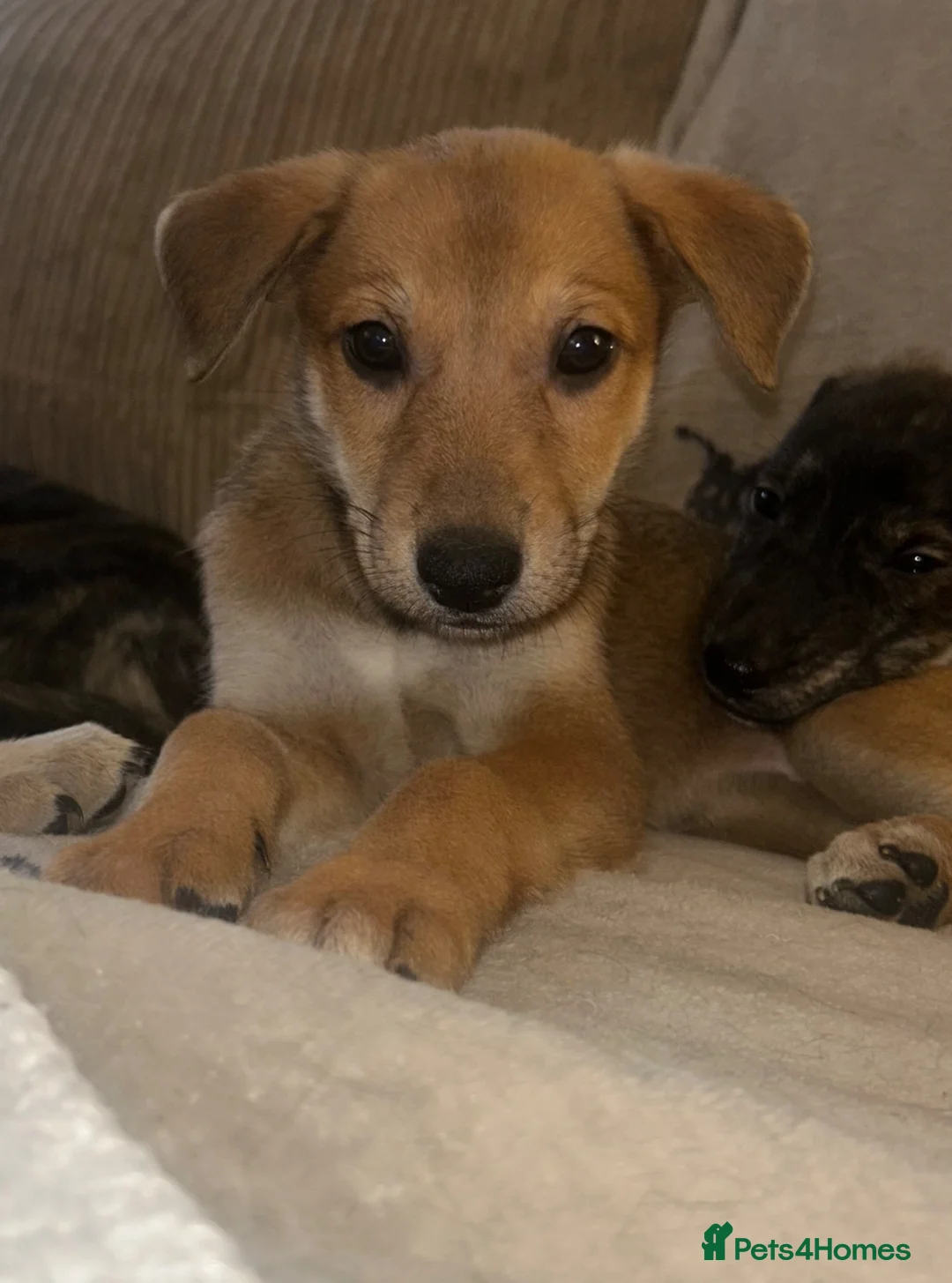 Lurcher dogs for sale: Lurcher - Advert 2