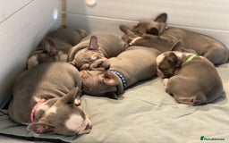 French Bulldog dogs for sale: French bulldog puppies - Image 1