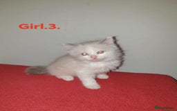 Ragdoll cats for sale: Ragdoll kittens  - Image 7