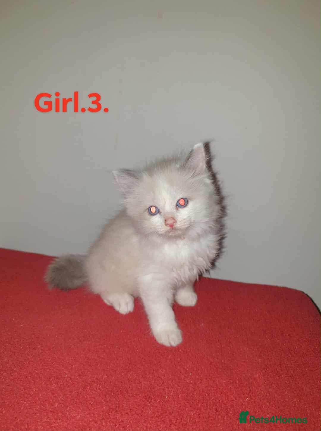 Ragdoll cats for sale: Ragdoll kittens  - Image 7
