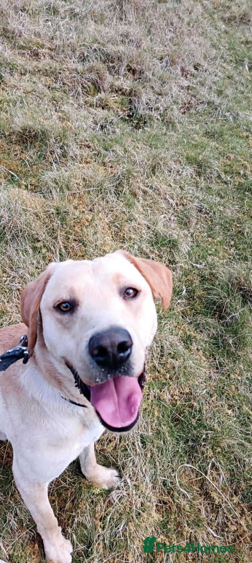Labrador Retriever dogs RONNIE - Advert 4