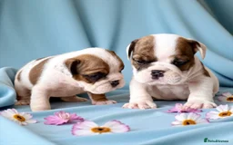 English Bulldog dogs for sale: Gorgeous Purebred English Bulldog Puppies - Image 1