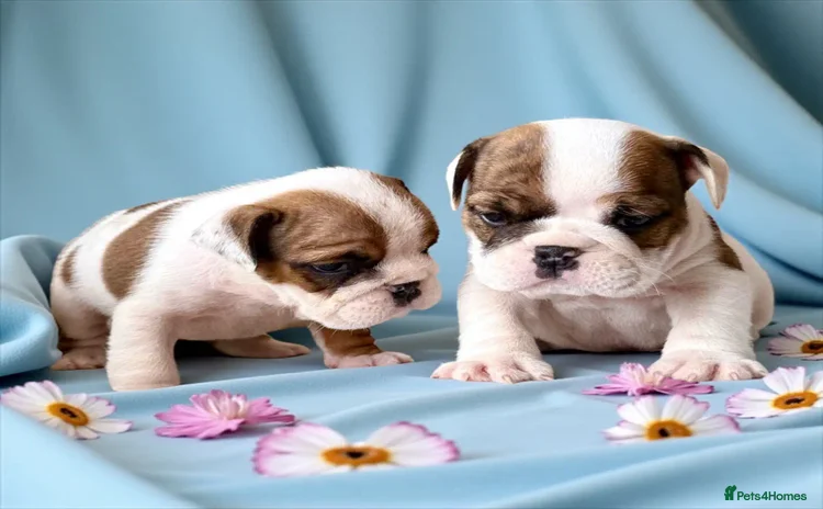 English Bulldog dogs - Advert 1